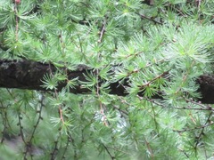 Larix kaempferi