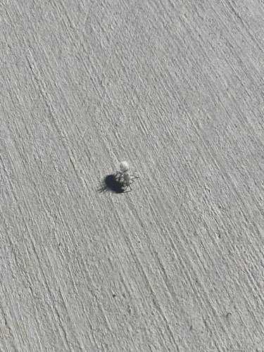 Thistledown Velvet Ant