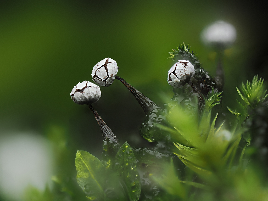 Diderma rugosum