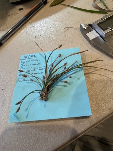 Eleocharis flavescens observed 2026-10-07