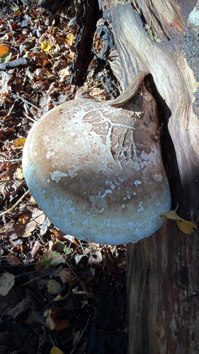 birch polypore