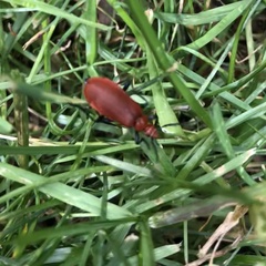 Pyrochroa serraticornis