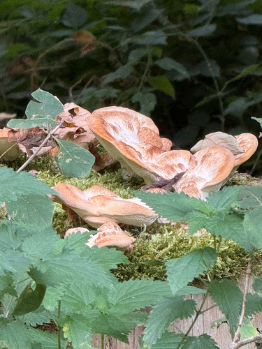 Climacocystis borealis