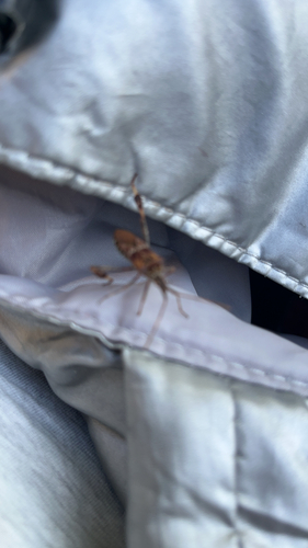 Western Conifer Seed Bug