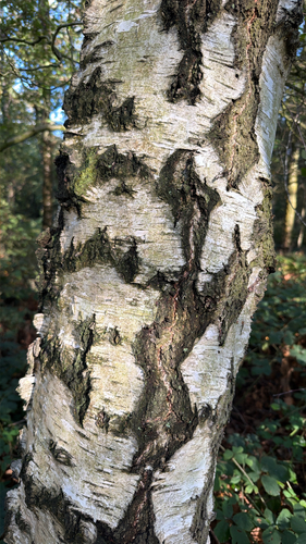 silver birch