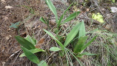 Prosthechea michuacana