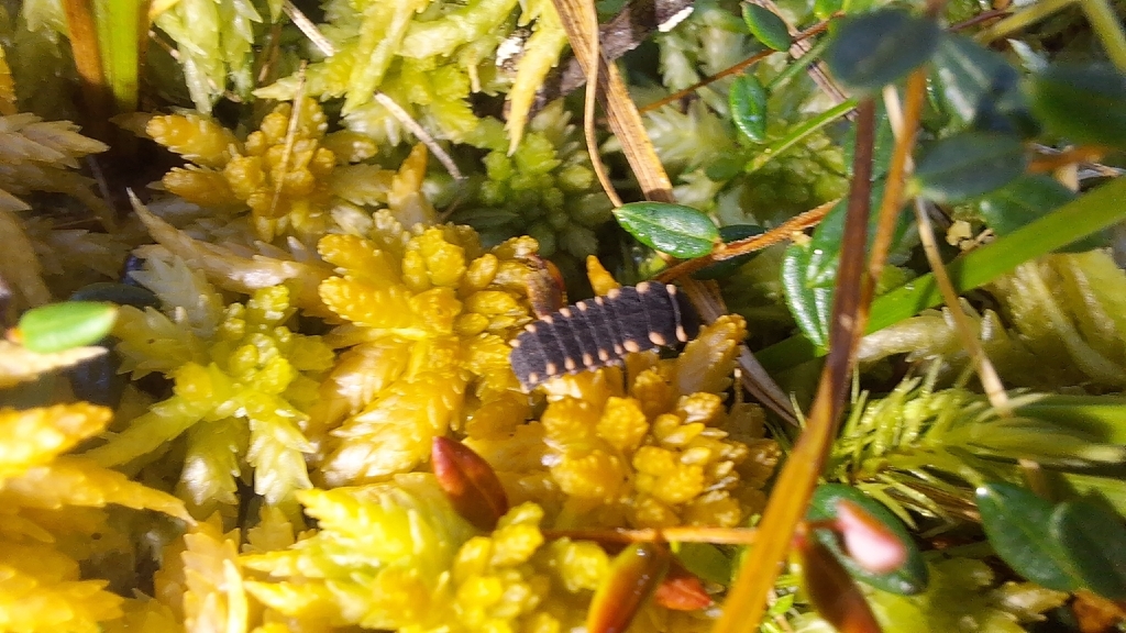 European Glow-worm
