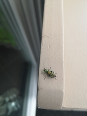Oedemera nobilis