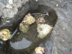 Magallana angulata