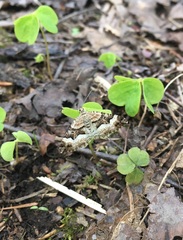 Xanthorhoe biriviata