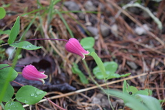 Clematis glaucophylla