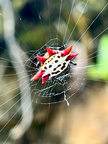 Gasteracantha cancriformis, 2026-10-06