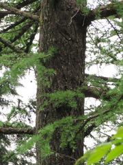 Larix kaempferi