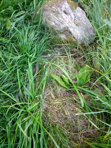 grass snake