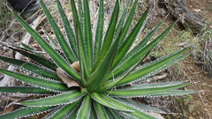 Agave ghiesbreghtii
