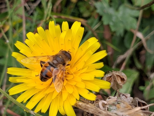 Common Drone Fly