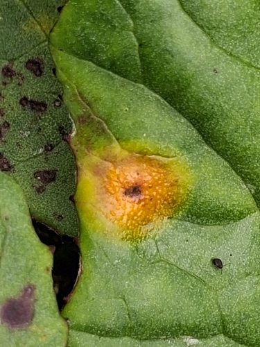 Coltsfoot Gall Rust