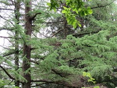 Larix kaempferi