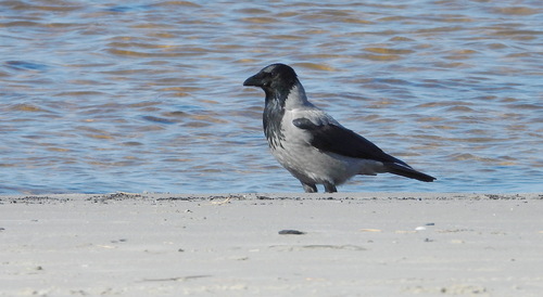 Hooded Crow