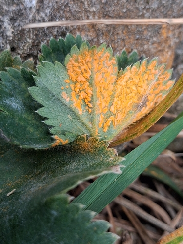 Lady's Mantle Rust