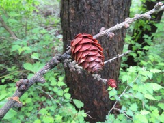 Larix kaempferi