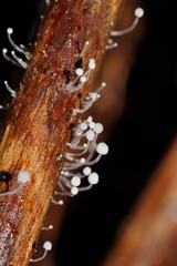 Mycena albidocapillaris
