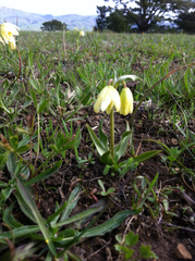 Fritillaria liliacea