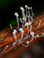 Mycena albidocapillaris