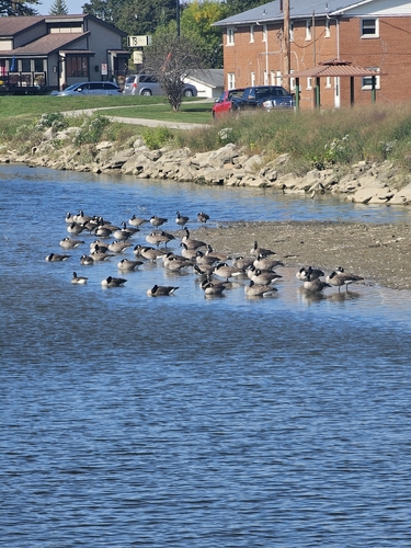 Canada Goose