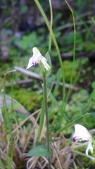 Disperis macowanii