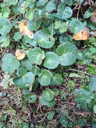 Alpine Snowbell