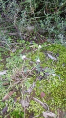 Disperis macowanii
