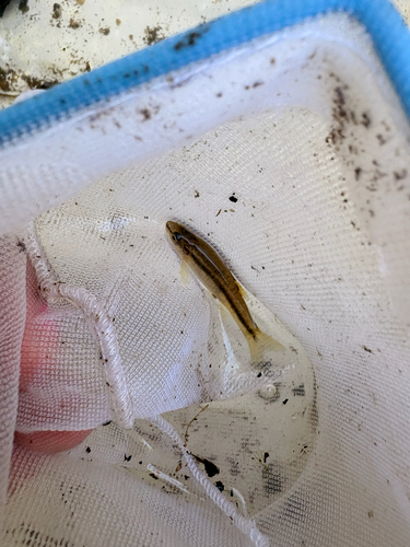 Western Blacknose Dace