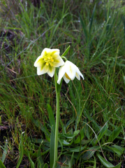 Fritillaria liliacea