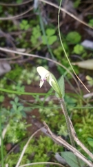Disperis macowanii