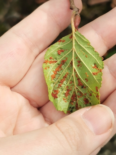 Alder erineum mite