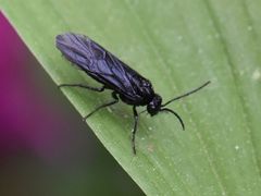 Phymatocera aterrima