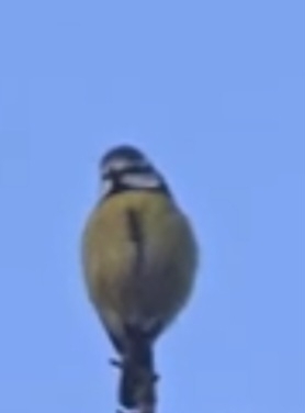 Eurasian Blue Tit