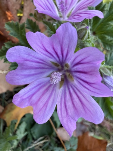 Common Mallow