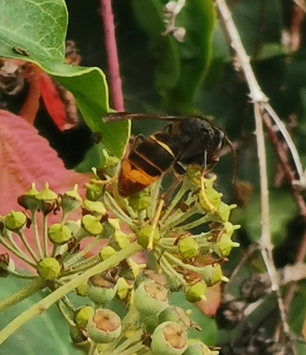 Yellow-legged Hornet