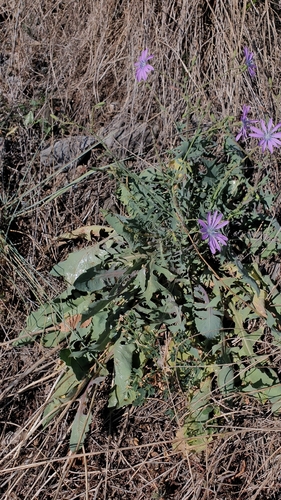 mountain lettuce