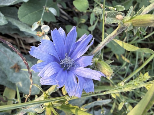 chicory