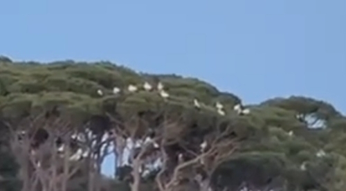 White Stork