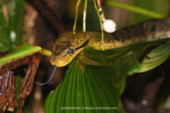 Boiga cynodon