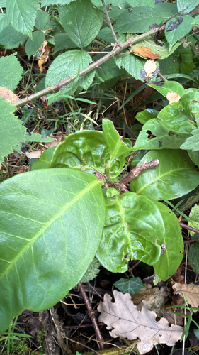 Cherry laurel