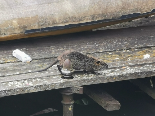 Coypu
