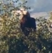 Imperial Eagle