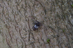 Pogonocherus hispidulus