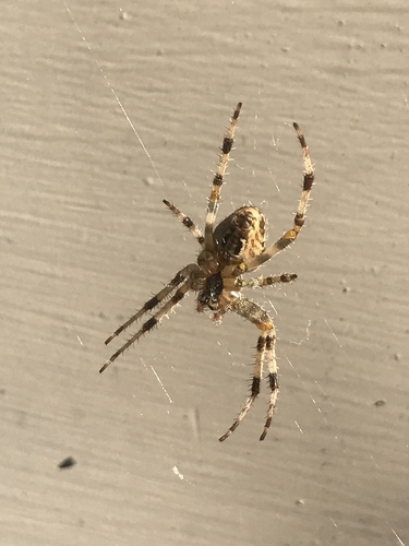 Cross Orbweaver