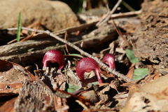 Corybas aconitiflorus